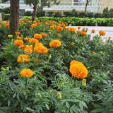 (Category: ) located in . Submitted by nafisari (Listing ID 1374179862, Image 1). Description: .