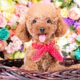 （分類：）位於 。 由 qqjoyqq 提交（商品編號 1252729200，圖片 1）。簡介： 。