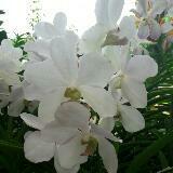 (Category: ) located in . Submitted by fatinahh.09 (Listing ID 1385885551, Image 1). Description: .