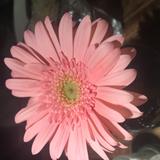 (Category: ) located in . Submitted by daisypeonies (Listing ID 1378766127, Image 1). Description: .