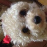 (Category: ) located in . Submitted by ntsells (Listing ID 1371322068, Image 1). Description: .