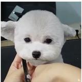 (Category: ) located in . Submitted by 88chocolate (Listing ID 1349455949, Image 1). Description: .