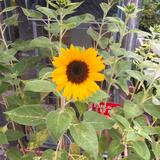 （分類：）位於 。 由 marywua 提交（商品編號 1263293540，圖片 1）。簡介： 。