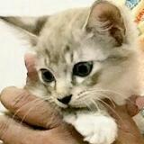 (Category: ) located in . Submitted by gvsk. (Listing ID 1370185960, Image 1). Description: .