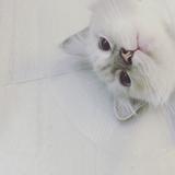 (Category: ) located in . Submitted by meowwwwwwwwww (Listing ID 1346396686, Image 1). Description: .