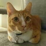 (Category: ) located in . Submitted by gingertom (Listing ID 1379020734, Image 1). Description: .
