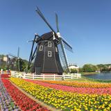 （分類：）位於 。 由 here_we_share 提交（商品編號 79257474，圖片 1）。簡介： 。