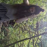 (Category: ) located in . Submitted by jessicahay33 (Listing ID 72343085, Image 1). Description: .