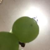 （分類：）位於 。 由 wwwwwx1 提交（商品編號 1295743394，圖片 1）。簡介： 。