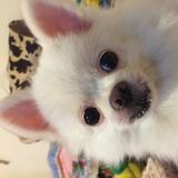 （分類：）位於 。 由 cynthiachoi0925 提交（商品編號 1373038313，圖片 1）。簡介： 。