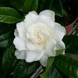 （分類：）位於 。 由 classic_society 提交（商品編號 246297408，圖片 1）。簡介： 。