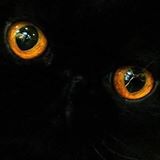 （分類：）位於 。 由 febiwu01 提交（商品編號 1232742526，圖片 1）。簡介： 。