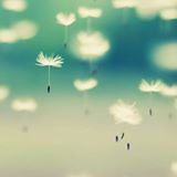 (Category: ) located in . Submitted by dolred (Listing ID 1385658239, Image 1). Description: .