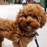 (Category: ) located in . Submitted by dogluver (Listing ID 1385401250, Image 1). Description: .