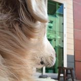 (分類:)位於 。 由 sammieliwf 提交(商品編號 183629879,圖片 1)。簡介: 。