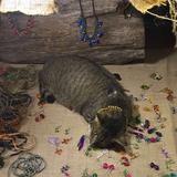 (Category: ) located in . Submitted by dalilacecchetti (Listing ID 1376216971, Image 1). Description: .