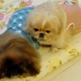 (分類:)位於 。 由 tinlok11 提交(商品編號 1444103588,圖片 1)。簡介: 。