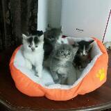 (Category: ) located in . Submitted by pitz.gumuk (Listing ID 1442891662, Image 1). Description: .