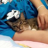 (分類:)位於 。 由 cyw04098 提交(商品編號 1455419843,圖片 1)。簡介: 。
