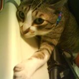 (Category: ) located in . Submitted by canthismeow (Listing ID 1223594336, Image 1). Description: .