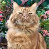 (Category: ) located in . Submitted by not_actually_a_cat (Listing ID 1443989616, Image 1). Description: .