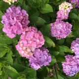 (Category: ) located in . Submitted by vmchan (Listing ID 1364444307, Image 1). Description: .