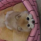 （分類：）位於 。 由 muigi18 提交（商品編號 1385670159，圖片 1）。簡介： 。