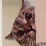 （分類：）位於 。 由 beauty_closet_beauty 提交（商品編號 1368579026，圖片 1）。簡介： 。