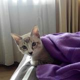 (Category: ) located in . Submitted by marlenewan1 (Listing ID 1374231726, Image 1). Description: .