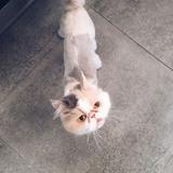 (Category: ) located in . Submitted by iho77 (Listing ID 1315338335, Image 1). Description: .