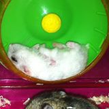 (Category: ) located in . Submitted by Lunarage (Listing ID 1346996601, Image 1). Description: .