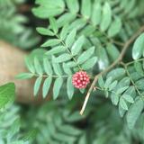 （分類：）位於 。 由 wonderfulcc 提交（商品編號 1384876622，圖片 1）。簡介： 。