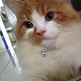 (Category: ) located in . Submitted by momicanay (Listing ID 1362564241, Image 1). Description: .
