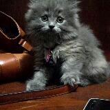 (Kategori: ) berada di . Dikirim oleh vinayuliani (ID iklan 1384344103, Gambar 1). Deskripsi: .