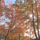 (Category: ) located in . Submitted by chocho76 (Listing ID 1383665231, Image 1). Description: .