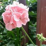 (Category: ) located in . Submitted by flower.j (Listing ID 1382025963, Image 1). Description: .
