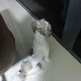(Category: ) located in . Submitted by boylebob (Listing ID 1362940630, Image 1). Description: .