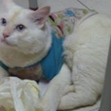 (Category: ) located in . Submitted by kittylulutham (Listing ID 1361546087, Image 1). Description: .