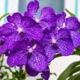(Category: ) located in . Submitted by happy60 (Listing ID 1379464468, Image 1). Description: .
