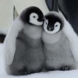（分類：）位於 。 由 penguin299 提交（商品編號 1349518773，圖片 1）。簡介： 。