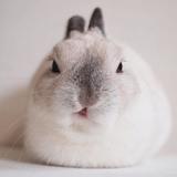 （分類：）位於 。 由 rabbizo 提交（商品編號 1384304065，圖片 1）。簡介： 。