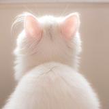 (Category: ) located in . Submitted by 11060412 (Listing ID 1304699984, Image 1). Description: .