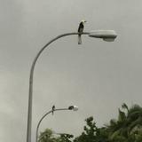 (Category: ) located in . Submitted by maoui.tm (Listing ID 1369086882, Image 1). Description: .