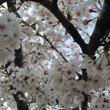 (Category: ) located in . Submitted by wonderhouse (Listing ID 1259174288, Image 1). Description: .