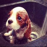 (Category: ) located in . Submitted by h3h3h (Listing ID 1374696362, Image 1). Description: .