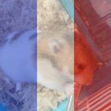 （分類：）位於 。 由 benanaben 提交（商品編號 1374338932，圖片 1）。簡介： 。