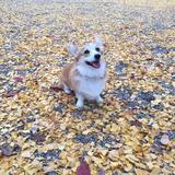 (Category: ) located in . Submitted by jojo.9 (Listing ID 1375840206, Image 1). Description: .