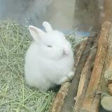(Category: ) located in . Submitted by pugie (Listing ID 1362146842, Image 1). Description: .