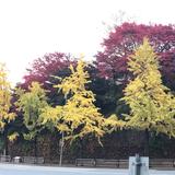 (Category: ) located in . Submitted by ibajaj (Listing ID 1384576528, Image 1). Description: .