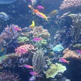 (Category: ) located in . Submitted by shamjam (Listing ID 1379169663, Image 1). Description: .
